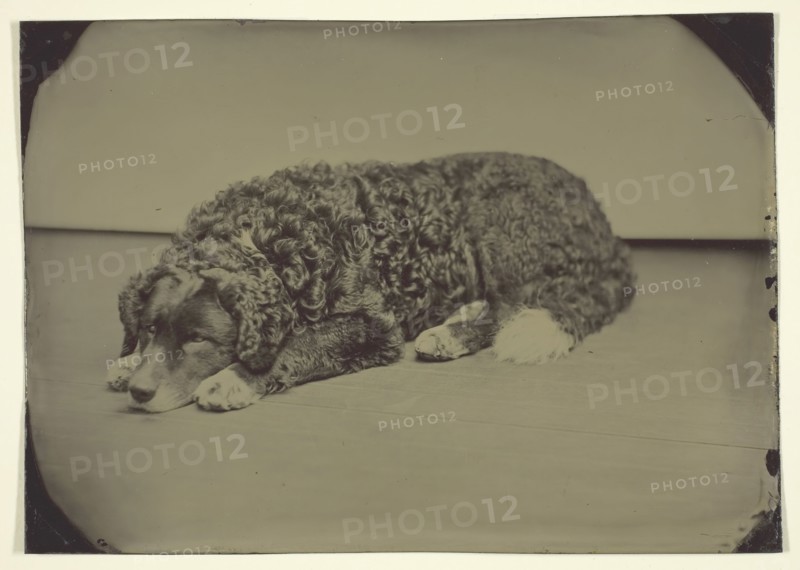 Untitled (Dog), 1850/99, Maker unknown, American, 19th century, United States, Tintype, 12.5 x 17.7 cm (image/plate)