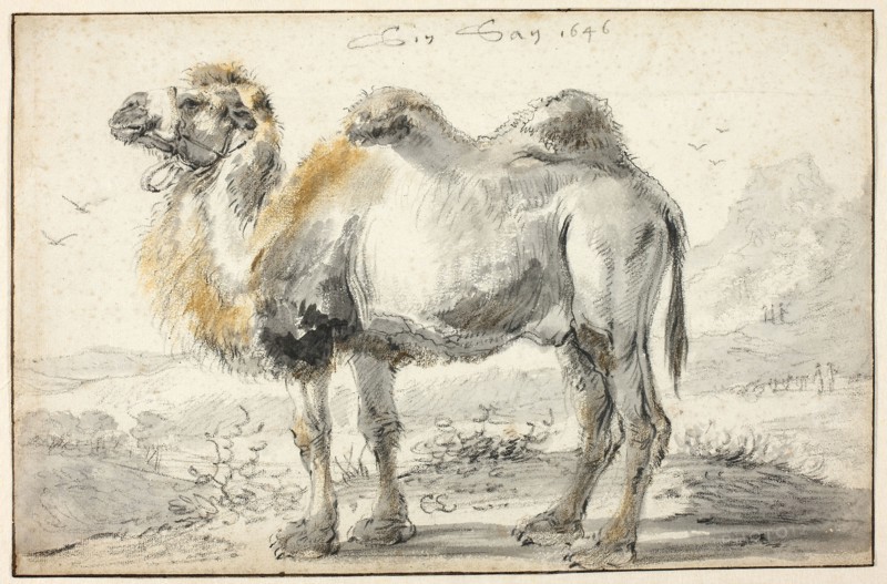 A Camel, 1646, Cornelis Saftleven, Dutch, 1607-1681, Holland, Black chalk and brush and black wash, with touches of brown and ochre chalk, on ivory laid paper, 204 x 313 mm
