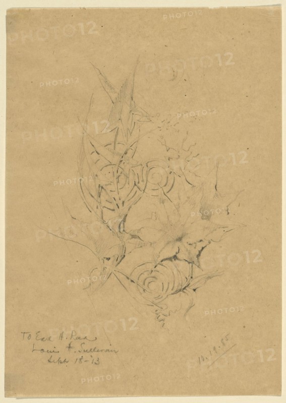 Plant Form Study, 1885, Louis H. Sullivan, American, 1856-1924, United States, Pencil on paper, 19.8 × 14 cm (18 × 14 in.)