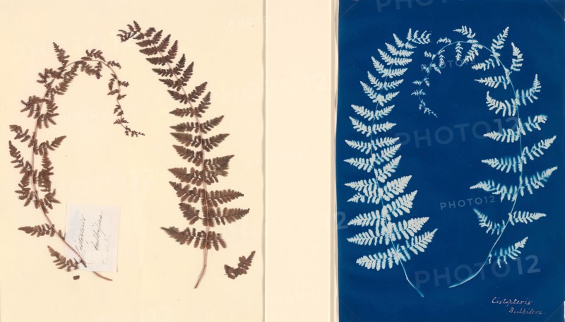 From the Hatton Fern Album, c. 1850, Anonymous, English, 19th Century, England, Cyanotype fern study and original fern template, 37.4 × 26 cm (template paper), 23.3 × 18 cm (cyanotype image), 27.7 × 19.3 cm (cyanotype paper)