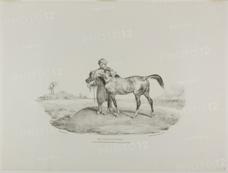 An Arabian Horse, plate 8 from Various Subjects Drawn from Life on Stone, 1821, Jean Louis André Théodore Géricault (French, 1791-1824), printed by Charles Joseph Hullmandel (German and English, 1789-1850), published by Rodwell and Martin, France, Lithograph in black on ivory wove paper, 170 × 335 mm (image), 377 × 495 mm (sheet)