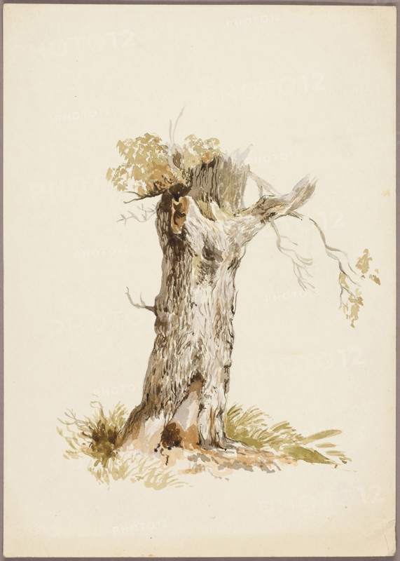 Tree Trunk I, n.d., Style of William Callow, English, 1812-1908, United Kingdom, Watercolor over traces of graphite on ivory wove paper, 357 x 252 mm