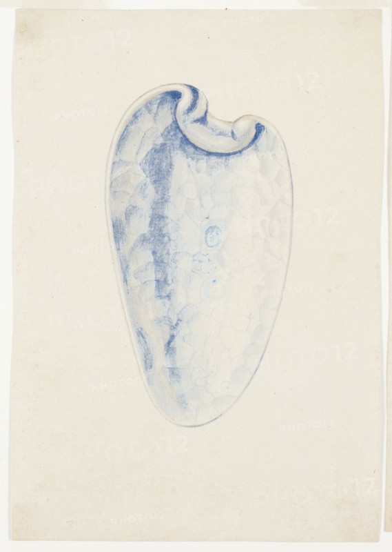 Overview of Lavender Elongated Shell, n.d., Giuseppe Grisoni, Italian, born Flanders, 1699-1769, Flanders, Gouache on ivory laid paper, 215 × 148 mm