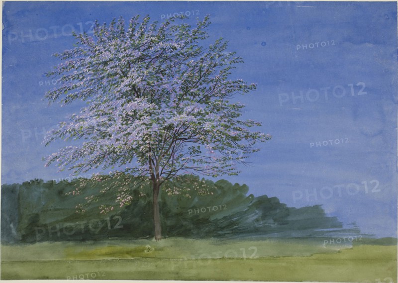 Study of a Tree in Bloom, c. 1835, William Turner, English, 1789-1862, England, Watercolor and gouache on ivory wove paper, 266 × 376 mm