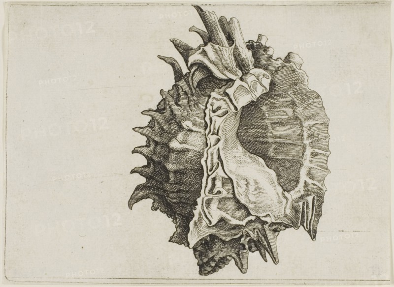 Pink-Mouth Murex (phyllonotus erythrostomus), c. 1646, Wenceslaus Hollar, Czech, 1607-1677, Bohemia, Etching on ivory laid paper, 97 × 133 (sheet, trimmed within plate mark at right)
