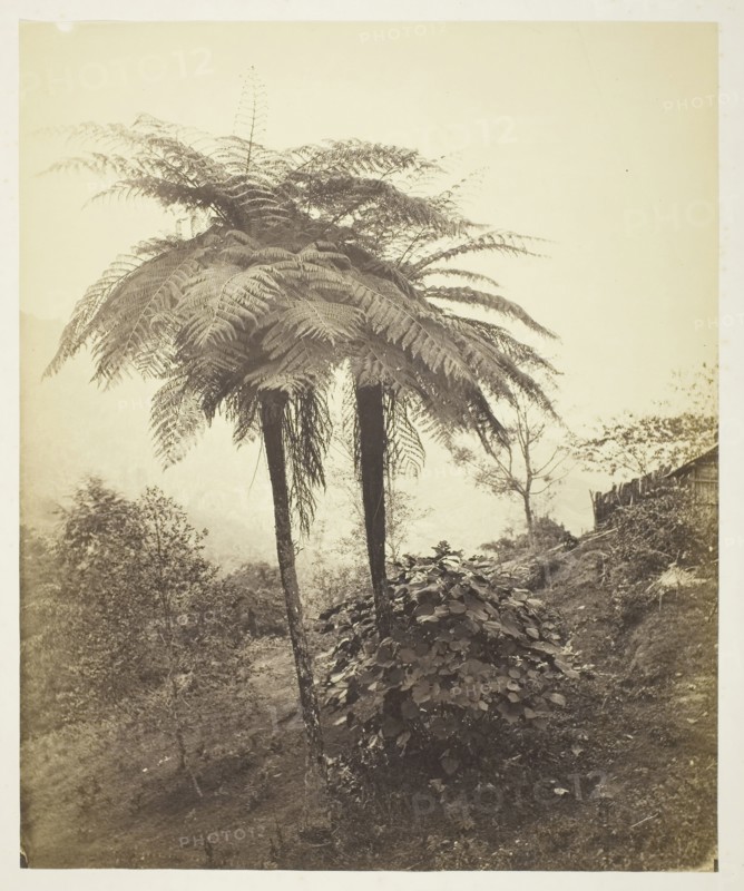 The Tree Fern, Prize Photo, 1863, Samuel Bourne, English, 1834–1912, England, Albumen silver print, 29.6 × 24.4 cm