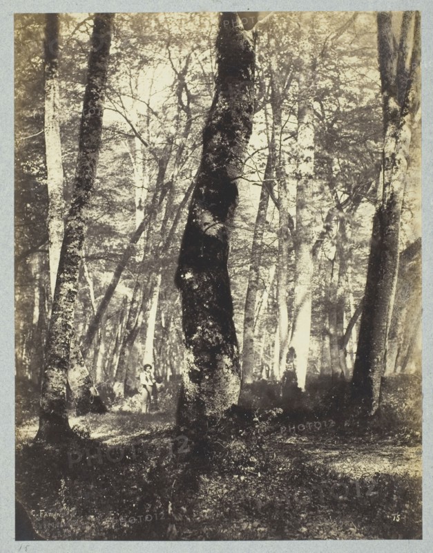 Study in the Barbizon Forest, 1860/69, Constant Famin, French, active 1863–1874, France, Albumen print, 25.2 × 19.5 cm (image/paper), 43.7 × 32.6 cm (mount)