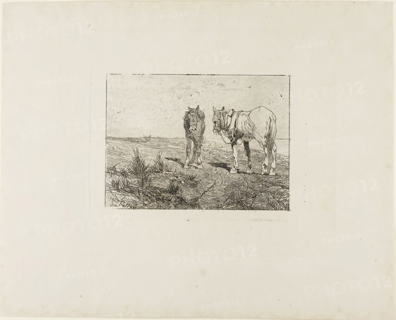Horses’ Rest, c. 1885, Giovanni Fattori, Italian, 1825-1908, Italy, Etching with drypoint and foul biting on buff wove paper, 143 x 194 mm (image), 166 x 229 mm (plate), 335 x 417 mm (sheet)