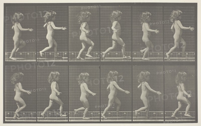 Animal Locomotion, Plate 469, 1887, Eadweard Muybridge, English, active United States, 1830–1904, England, Collotype, from "Animal Locomotive