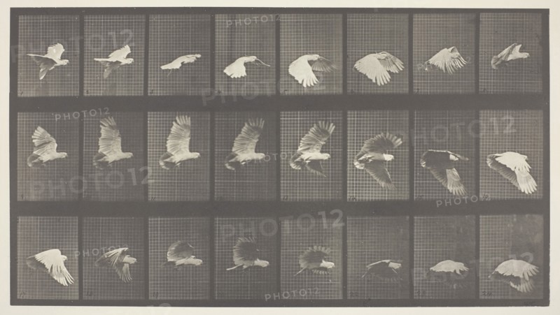 Animal Locomotion, Plate 758, 1887, Eadweard Muybridge, English, active United States, 1830–1904, England, Collotype, from "Animal Locomotion