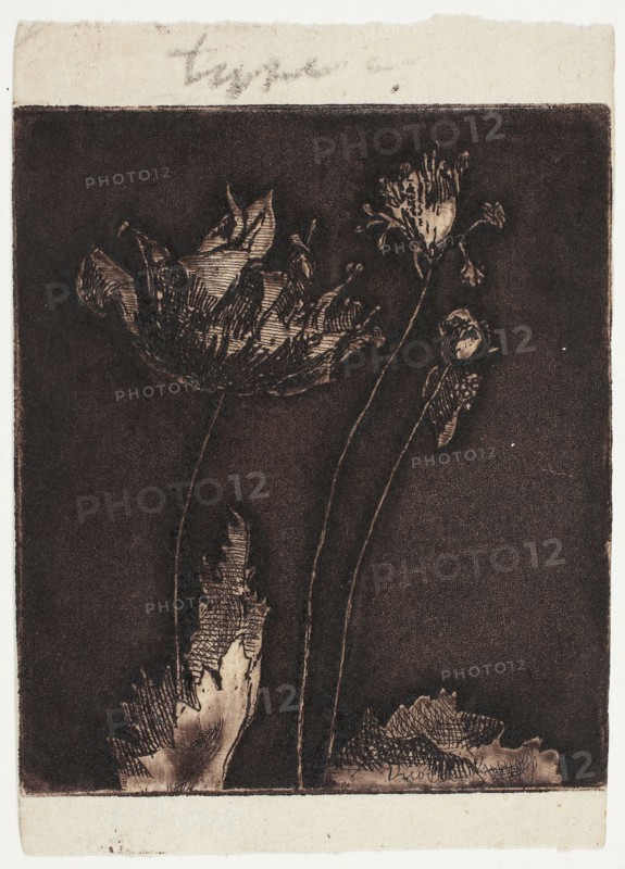 Last Poppies, 1897, Theodore Roussel, French, worked in England, 1847-1926, England, Mezzotint, etching and softground in dark blackish-brown on cream laid paper, 79 × 68 mm (image/plate), 96 × 68 mm (sheet)