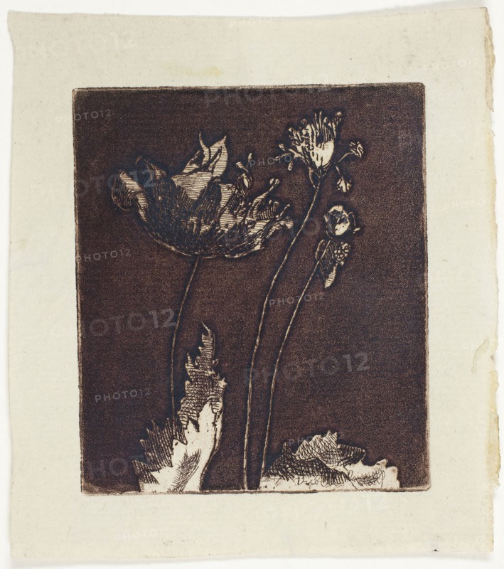 Last Poppies, 1897, Theodore Roussel, French, worked in England, 1847-1926, England, Etching and softground in dark reddish-brown on bluish-ivory laid paper, 79 × 68 mm (image/plate), 105 × 94 mm (sheet)
