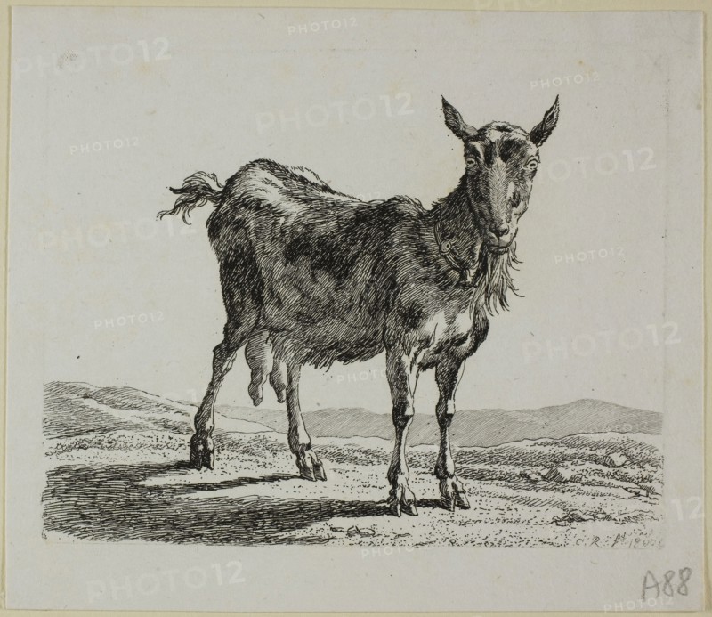 Standing Goat, from Die Zweite Thierfolge, 1800, Johann Christian Reinhart, German, 1761-1847, Germany, Etching on ivory laid paper, 105 x 132 mm (plate), 129 x 148 mm (sheet)