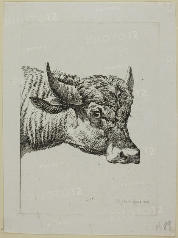Head of a Buffalo, from Die Zweite Thierfolge, 1800, Johann Christian Reinhart, German, 1761-1847, Germany, Etching in black on ivory laid paper, 147 x 106 mm (plate), 177 x 132 mm (sheet)