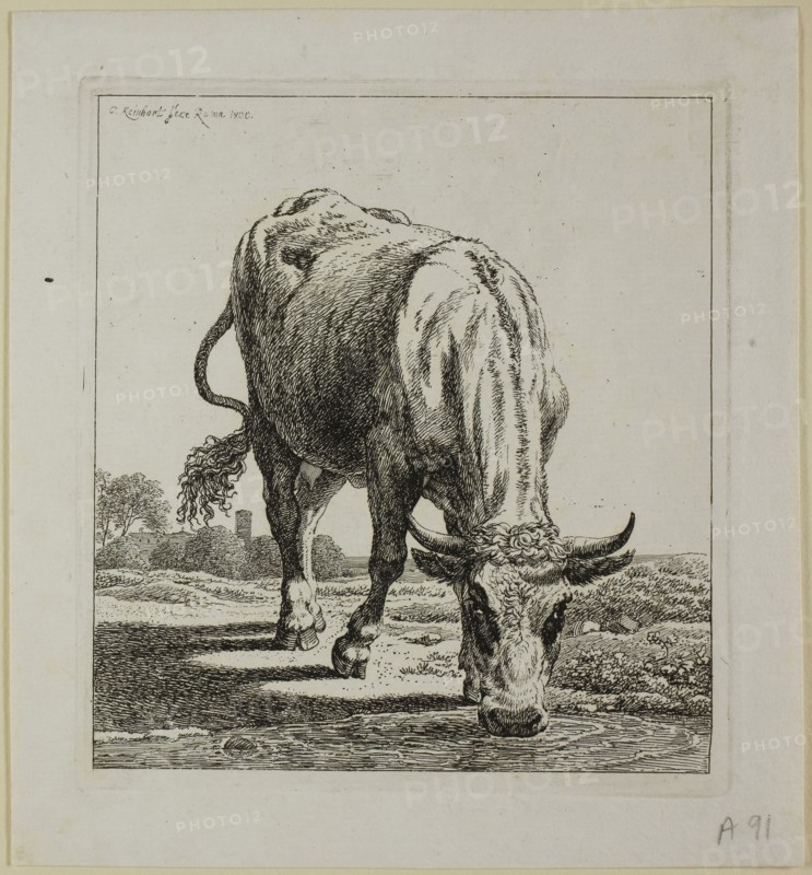 Cow Drinking, from Die Zweite Thierfolge, 1800, Johann Christian Reinhart, German, 1761-1847, Germany, Etching on ivory laid paper, 140 x 128 mm (plate), 168 x 189 mm (sheet)