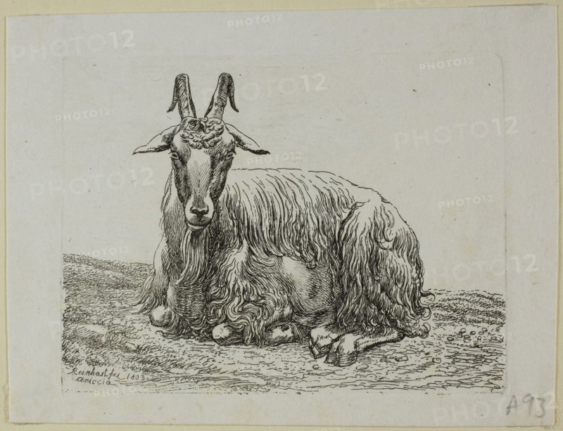 Lying Goat, from Die Zweite Thierfolge, 1800, Johann Christian Reinhart, German, 1761-1847, Germany, Etching on ivory laid paper, 85 x 113 mm (plate), 105 x 138 mm (sheet)