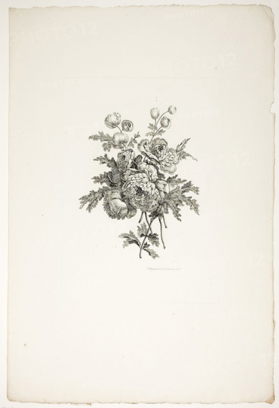Bouquet with Peonies, from Collection of Different Bouquets of Flowers, Invented and Drawn by Jean Pillement and Engraved by P. C. Canot, published July 4, 1760, Pierre-Charles Canot (French, 1710-1777), after Jean-Baptiste Pillement (French, 1728-1808), published by Charles Leviez (French, 1708-1778), France, Etching on ivory laid paper, 300 × 212 mm (plate), 533 × 357 mm (sheet)