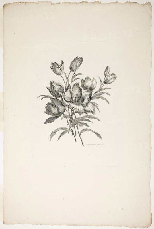 Bouquet with Tulips, from Collection of Different Bouquets of Flowers, Invented and Drawn by Jean Pillement and Engraved by P. C. Canot, published July 4, 1760, Pierre-Charles Canot (French, 1710-1777), after Jean-Baptiste Pillement (French, 1728-1808), published by Charles Leviez (French, 1708-1778), France, Etching on ivory laid paper, 299 × 210 mm (plate), 540 × 358 mm (sheet)