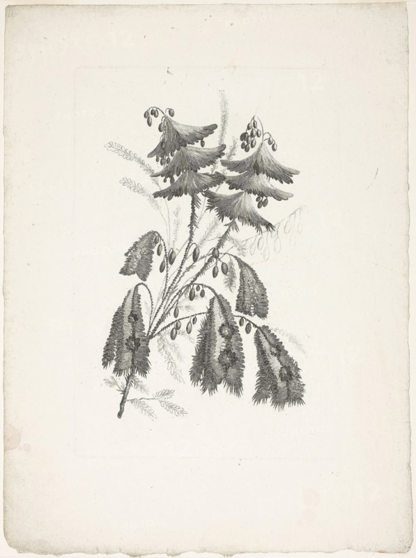 Bouquet, from Collection of New Flowers of Taste for the Manufacture of Persian Cloth, Invented and Drawn by Jean Pillement, 1765/70, Johann Heinrich Hess (Germany, born 1746), after Jean-Baptiste Pillement (French, 1728-1808), published by Charles Leviez (French, 1708-1778), Germany, Etching on ivory laid paper, 249 × 173 mm (plate), 351 × 263 mm (sheet)
