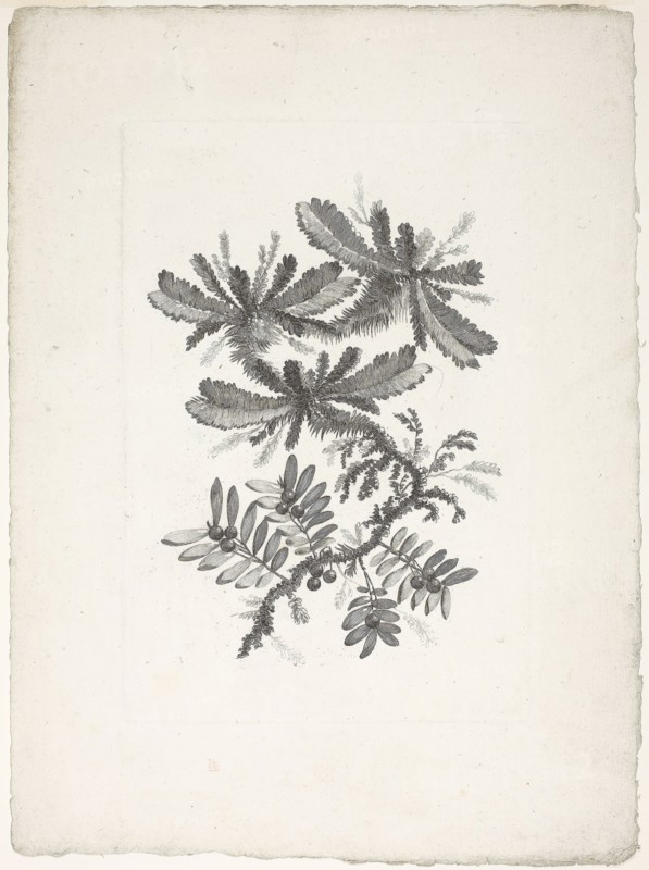 Bouquet, from Collection of New Flowers of Taste for the Manufacture of Persian Cloth, Invented and Drawn by Jean Pillement, 1765/70, Johann Heinrich Hess (Germany, born 1746), after Jean-Baptiste Pillement (French, 1728-1808), published by Charles Leviez (French, 1708-1778), Germany, Etching on ivory laid paper, 250 × 172 mm (plate), 351 × 263 mm (sheet)