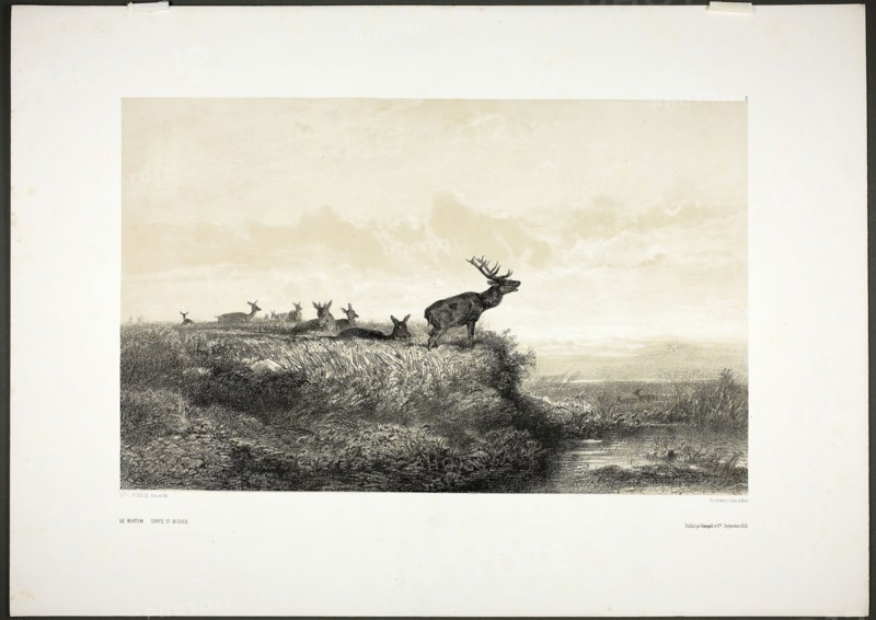 The Morning: Stags and Does, 1858, Karl Bodmer, Swiss, 1809-1893, Switzerland, Tint lithograph on white wove paper, 290 x 461 mm (image), 450 x 630 mm (sheet)