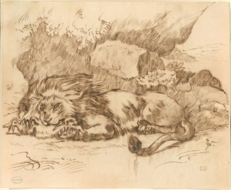 Lion Devouring a Rabbit, n.d., Attributed to Eugène Delacroix, French, 1798–1863, France, Pen and brown iron gall ink, over graphite, on ivory laid paper, laid down on ivory Japanese paper, 260 × 320 mm