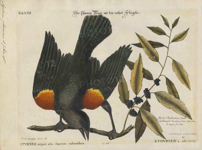 Agelaius phoeniceus, Print, The red-winged blackbird (Agelaius phoeniceus) is a passerine bird of the family Icteridae found in most of North America and much of Central America. It breeds from Alaska and Newfoundland south to Florida, the Gulf of Mexico, Mexico, and Guatemala, with isolated populations in western El Salvador, northwestern Honduras, and northwestern Costa Rica. It may winter as far north as Pennsylvania and British Columbia, but northern populations are generally migratory, moving south to Mexico and the southern United States. Claims have been made that it is the most abundant living land bird in North America, as bird-counting censuses of wintering red-winged blackbirds sometimes show that loose flocks can number in excess of a million birds per flock and the full number of breeding pairs across North and Central America may exceed 250 million in peak years. It also ranks among the best-studied wild bird species in the world. The red-winged blackbird is sexually dimo...