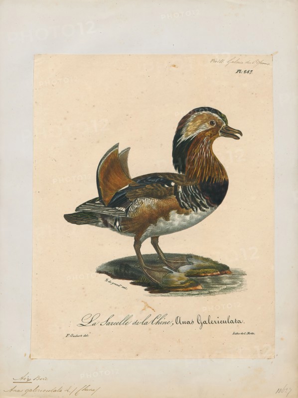 Aix galericulata, Print, The mandarin duck (Aix galericulata) is a perching duck species native to East Asia. It is medium-sized, at 41–49 cm (16–19 in) long with a 65–75 cm (26–30 in) wingspan. It is closely related to the North American wood duck, the only other member of the genus Aix. Aix is an Ancient Greek word which was used by Aristotle to refer to an unknown diving bird, and galericulata is the Latin for a wig, derived from galerum, a cap or bonnet., 1825-1834
University of Amsterdam