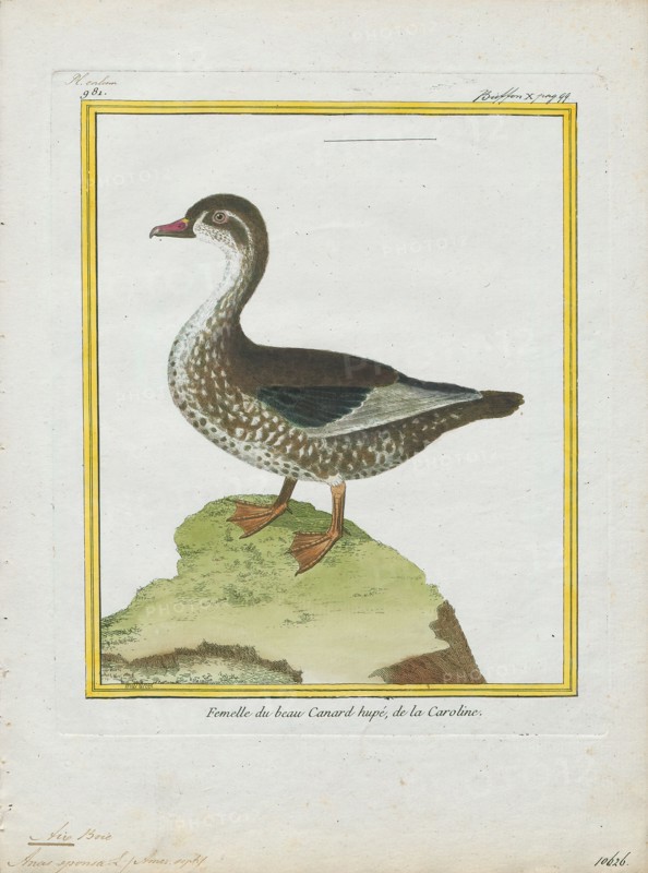 Aix sponsa, Print, The wood duck or Carolina duck (Aix sponsa) is a species of perching duck found in North America. It is one of the most colorful North American waterfowl., 1700-1880
University of Amsterdam