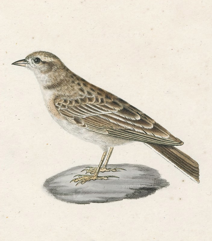 Alauda calandrella, Print, Alauda is a genus of larks found across much of Europe, Asia and in the mountains of north Africa, and one of the species (the Raso lark) endemic to the islet of Raso in the Cape Verde Islands. Further, at least two additional species are known from the fossil record. The current genus name is from Latin alauda, "lark". Pliny the Elder thought the word was originally of Celtic origin., 1700-1880
University of Amsterdam