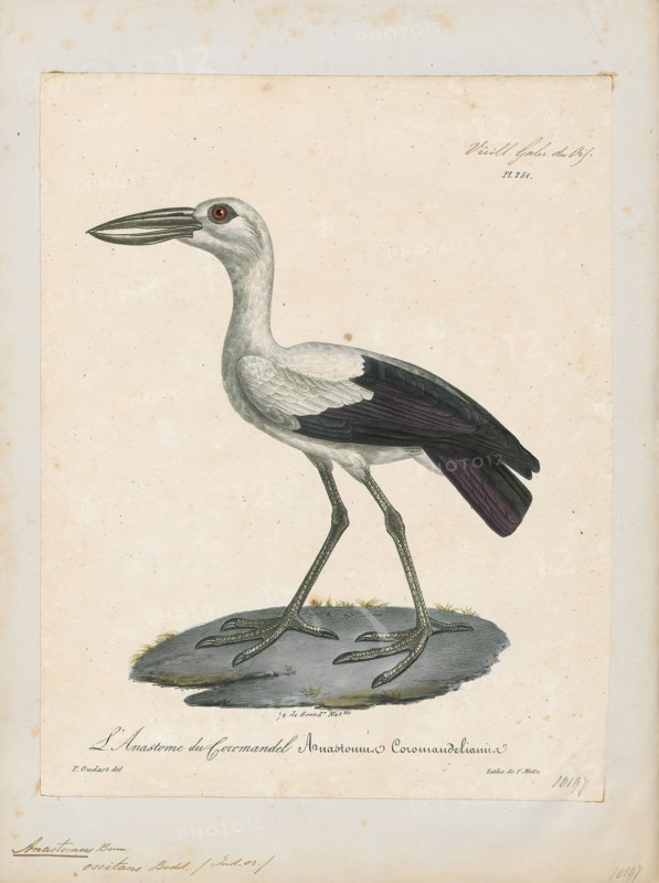 Anastomus oscitans, Print, The Asian openbill or Asian openbill stork (Anastomus oscitans) is a large wading bird in the stork family Ciconiidae. This distinctive stork is found mainly in the Indian subcontinent and Southeast Asia. It is greyish or white with glossy black wings and tail and the adults have a gap between the arched upper mandible and recurved lower mandible. Young birds are born without this gap which is thought to be an adaptation that aids in the handling of snails, their main prey. Although resident within their range, they make long distance movements in response to weather and food availability., 1825-1834
University of Amsterdam