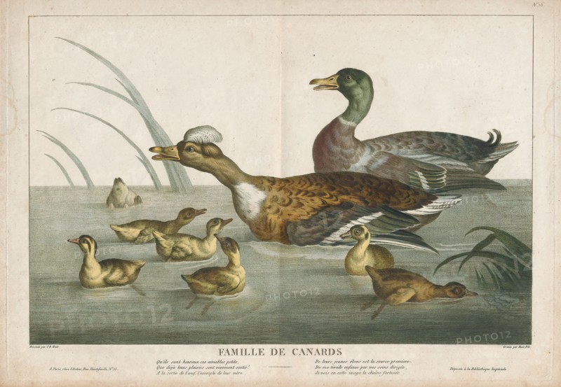 Anas boschas, Print, The mallard (Anas platyrhynchos) is a dabbling duck that breeds throughout the temperate and subtropical Americas, Eurasia, and North Africa and has been introduced to New Zealand, Australia, Peru, Brazil, Uruguay, Argentina, Chile, Colombia, the Falkland Islands, and South Africa. This duck belongs to the subfamily Anatinae of the waterfowl family Anatidae. The male birds (drakes) have a glossy green head and are grey on their wings and belly, while the females (hens or ducks) have mainly brown-speckled plumage. Both sexes have an area of white-bordered black or iridescent blue feathers called a speculum on their wings; males especially tend to have blue speculum feathers. The mallard is 50–65 cm (20–26 in) long, of which the body makes up around two-thirds the length. The wingspan is 81–98 cm (32–39 in) and the bill is 4.4 to 6.1 cm (1.7 to 2.4 in) long. It is often slightly heavier than most other dabbling ducks, weighing 0.72–1.58 kg (1.6–3.5 lb). Mallards live...
