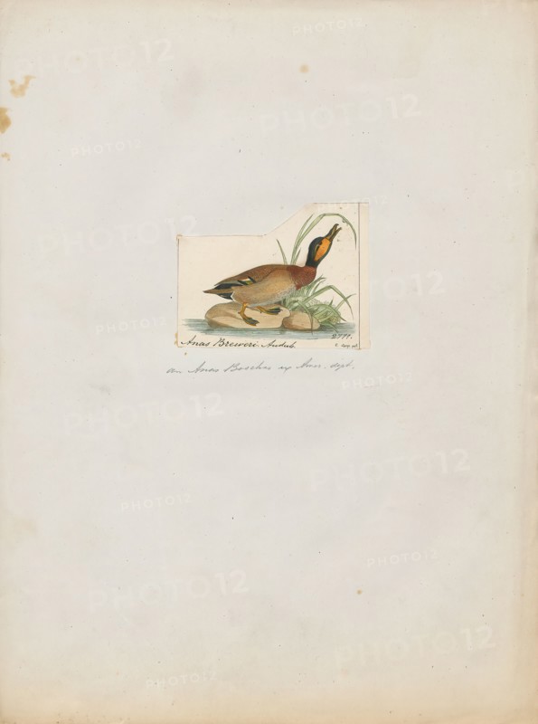 Anas boschas, Print, The mallard (Anas platyrhynchos) is a dabbling duck that breeds throughout the temperate and subtropical Americas, Eurasia, and North Africa and has been introduced to New Zealand, Australia, Peru, Brazil, Uruguay, Argentina, Chile, Colombia, the Falkland Islands, and South Africa. This duck belongs to the subfamily Anatinae of the waterfowl family Anatidae. The male birds (drakes) have a glossy green head and are grey on their wings and belly, while the females (hens or ducks) have mainly brown-speckled plumage. Both sexes have an area of white-bordered black or iridescent blue feathers called a speculum on their wings; males especially tend to have blue speculum feathers. The mallard is 50–65 cm (20–26 in) long, of which the body makes up around two-thirds the length. The wingspan is 81–98 cm (32–39 in) and the bill is 4.4 to 6.1 cm (1.7 to 2.4 in) long. It is often slightly heavier than most other dabbling ducks, weighing 0.72–1.58 kg (1.6–3.5 lb). Mallards live...