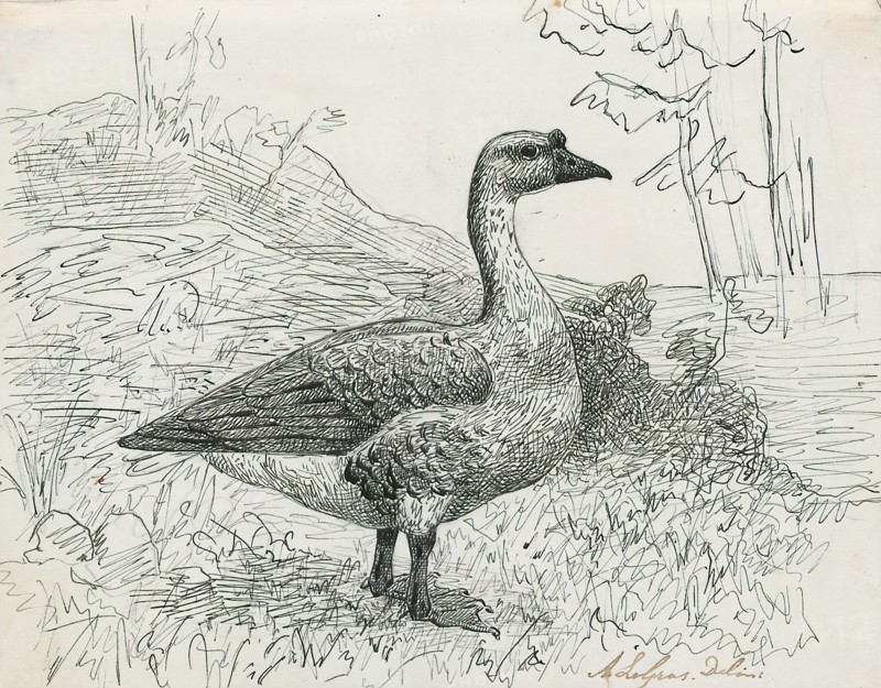 Anser cygnoides, Print, The swan goose (Anser cygnoides) is a large goose with a natural breeding range in inland Mongolia, northernmost China, and southeastern Russia. It is migratory and winters mainly in central and eastern China. Vagrant birds are encountered in Japan and Korea (where it used to winter in numbers when it was more common), and more rarely in Kazakhstan, Laos, coastal Siberia, Taiwan, Thailand and Uzbekistan., 1864-1915
University of Amsterdam