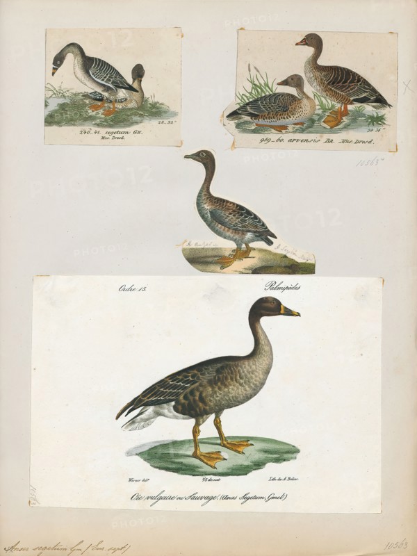 Anser segetum, Print, 1700-1880
University of Amsterdam