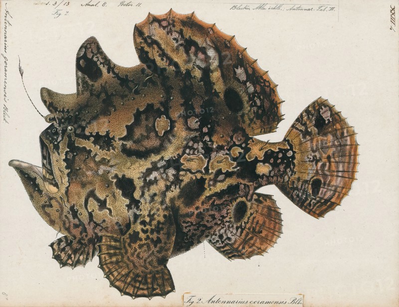 Antennarius goramensis, Print, Antennarius is a genus of 11 species of fish in the family Antennariidae. These fish spend most of their lives on the bottom in relatively shallow water between 20 and 100 m.They can be found worldwide in tropical and subtropical waters. They are well-camouflaged ambush predators that wait for prey fish to pass by. They have "lures" which they move to attract the prey. They have little economic value other than a minor role in the aquarium trade. Commerson's frogfish was the first species in this genus to be described, in 1798., 1700-1880
University of Amsterdam