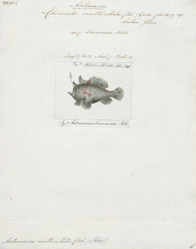 Antennarius multiocellatus, Print, The longlure frogfish (Antennarius multiocellatus) is a species of frogfish in the genus Antennarius found in the western Atlantic from Bermuda and the Bahamas, south along the coasts of Central and South America, to Brazil around warm shallow reefs with abundant sponge populations at depths less than 215 feet (66 m)., 1700-1880
University of Amsterdam