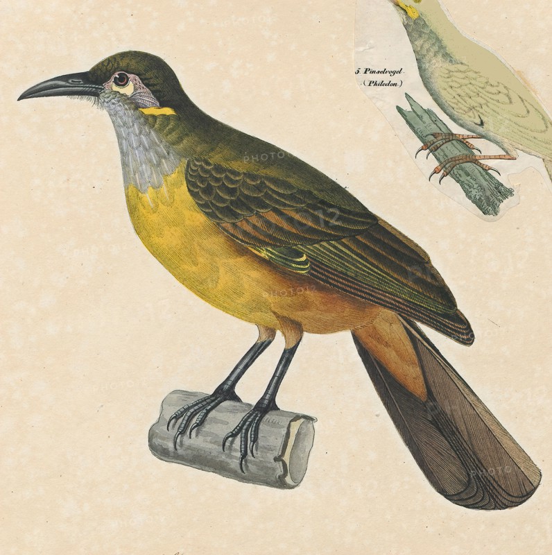 Anthochaera chrysotis, Print, Anthochaera is a genus of birds in the honeyeater family. The species are native to Australia and include the little wattlebird, the red wattlebird, the western wattlebird, and the yellow wattlebird. Recent evidence suggests the regent honeyeater belongs in this genus., 1825-1839
University of Amsterdam