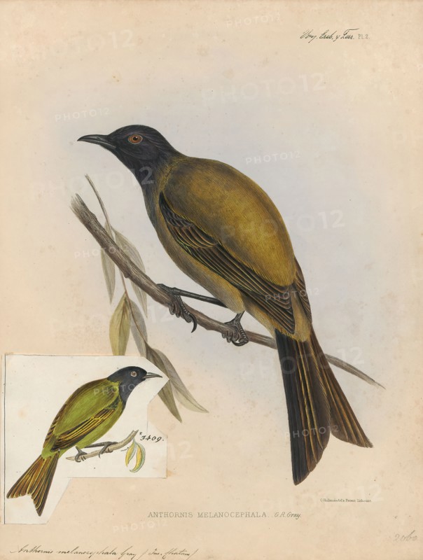 Anthornis melanocephala, Print, The Chatham bellbird (Anthornis melanocephala) is an extinct species of bird in the family Meliphagidae. It was endemic to the Chatham Islands., 1845-1848
University of Amsterdam