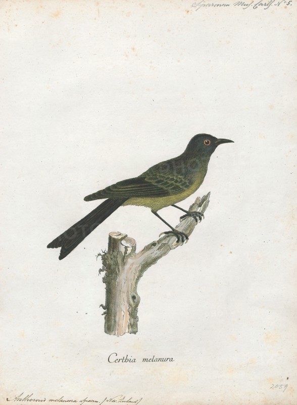 Anthornis melanura, Print, The New Zealand bellbird (Anthornis melanura), also known by its Maori names korimako and makomako, is a passerine bird endemic to New Zealand. It has greenish colouration and is the only living member of the genus Anthornis. The bellbird forms a significant component of the famed New Zealand dawn chorus of bird song that was much noted by early European settlers. The explorer Captain Cook wrote of its song "it seemed to be like small bells most exquisitely tuned". Its bell-like song is sometimes confused with that of the tui. The species is common across much of New Zealand and its offshore islands as well as the Auckland Islands., 1786-1789
University of Amsterdam