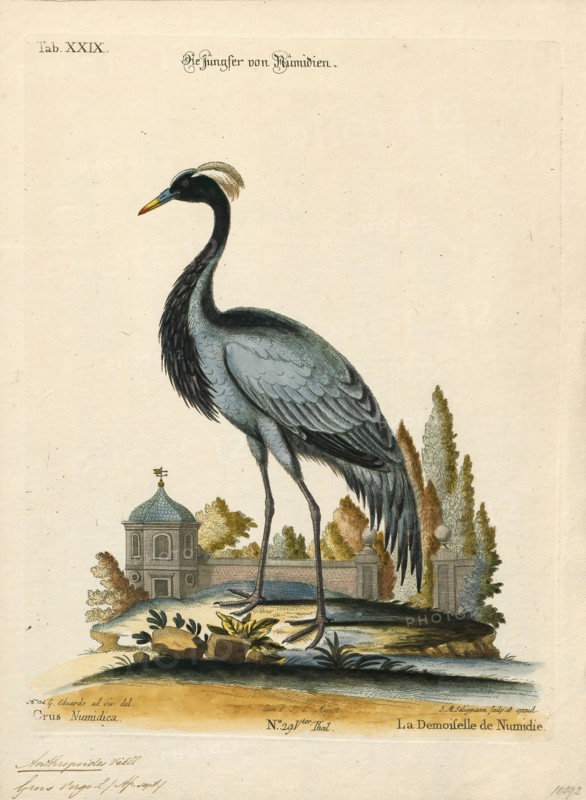 Anthropoides virgo, Print, The demoiselle crane (Grus virgo) is a species of crane found in central Eurasia, ranging from the Black Sea to Mongolia and North Eastern China. There is also a small breeding population in Turkey. These cranes are migratory birds. Birds from western Eurasia will spend the winter in Africa whilst the birds from Asia, Mongolia and China will spend the winter in the Indian subcontinent. The bird is symbolically significant in the Culture of India and Pakistan, where it is known as Koonj., 1700-1880
University of Amsterdam