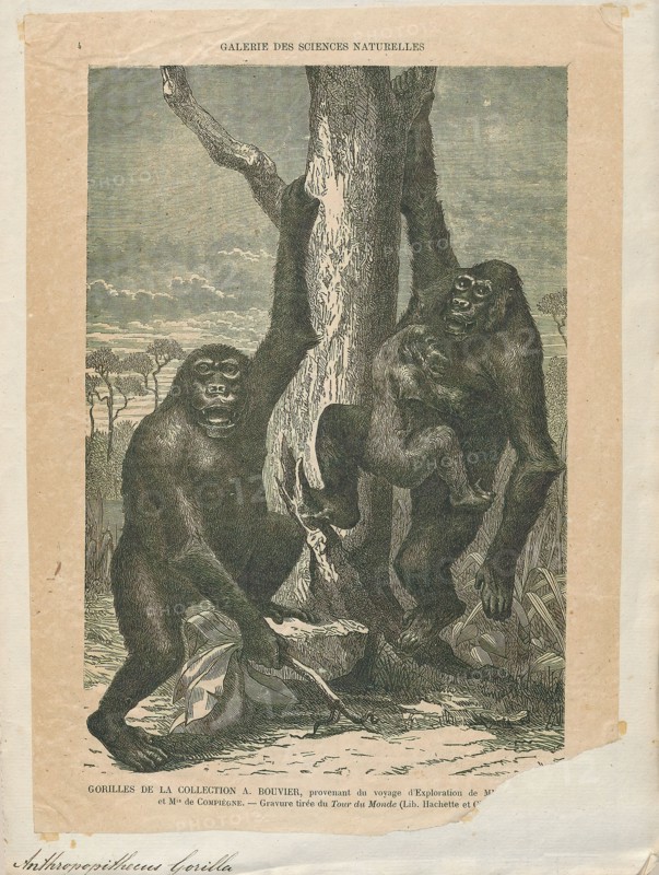 Anthropopithecus gorilla, Print, 1700-1880
University of Amsterdam