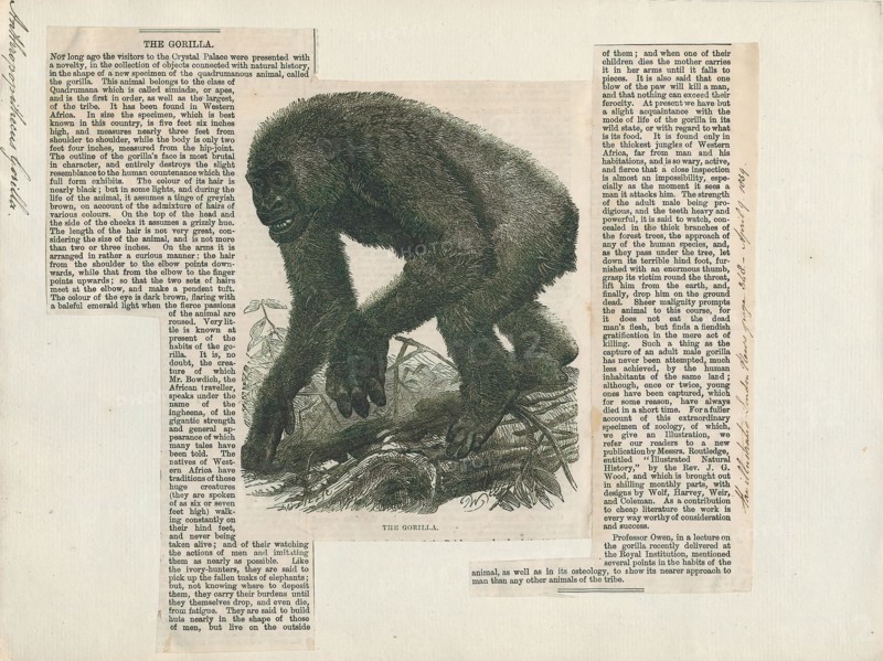 Anthropopithecus gorilla, Print, 1859
University of Amsterdam