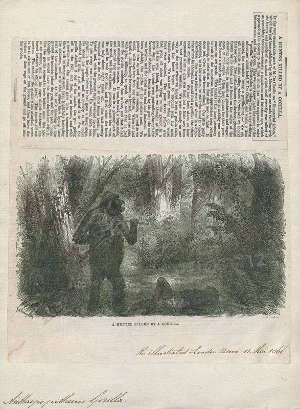 Anthropopithecus gorilla, Print, 1861
University of Amsterdam