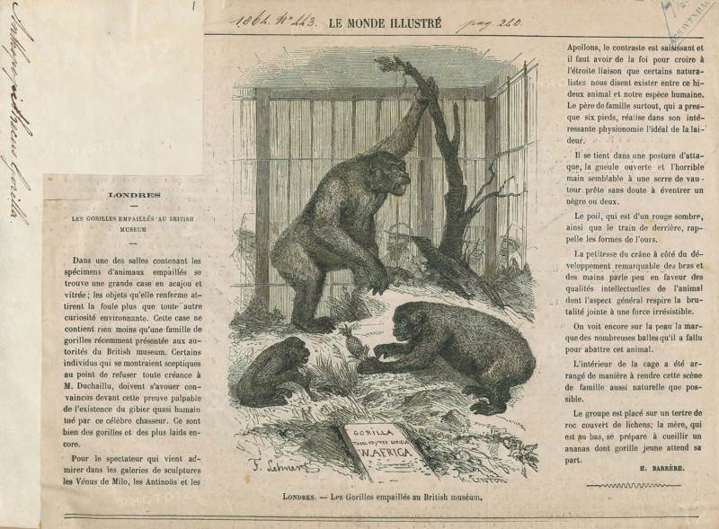 Anthropopithecus gorilla, Print, 1864
University of Amsterdam
