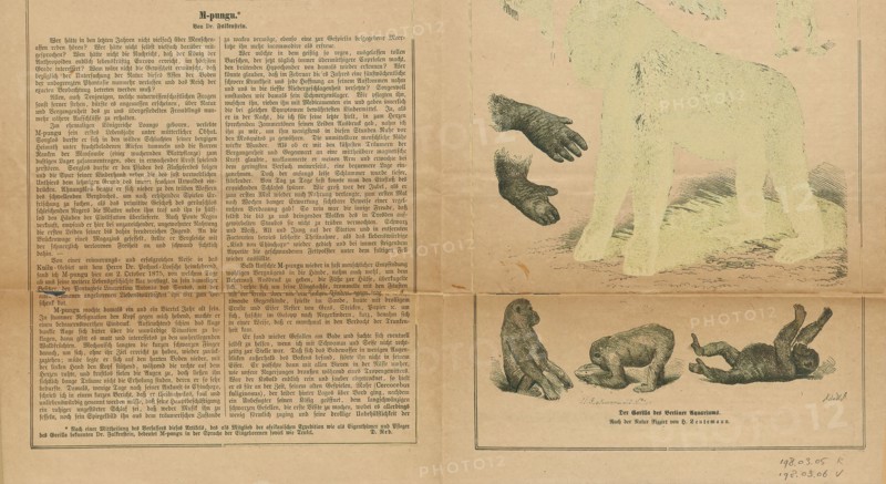 Anthropopithecus gorilla, Print, 1876
University of Amsterdam