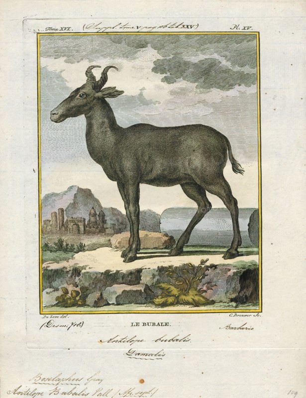 Antilope bubalis, Print, Blackbuck, The blackbuck (Antilope cervicapra), also known as the Indian antelope, is an antelope found in India, Nepal, and Pakistan. The blackbuck is the sole extant member of the genus Antilope. The species was described and given its binomial name by Swedish zoologist Carl Linnaeus in 1758. Two subspecies are recognized. It stands up to 74 to 84 cm (29 to 33 in) high at the shoulder. Males weigh 20–57 kg (44–126 lb), an average of 38 kilograms (84 lb). Females are lighter, weighing 20–33 kg (44–73 lb) or 27 kg (60 lb) on average. The long, ringed horns, 35–75 cm (14–30 in) long, are generally present only on males, though females may develop horns, as well. The white fur on the chin and around the eyes is in sharp contrast with the black stripes on the face. The coats of males show two-tone colouration; while the upper parts and outsides of the legs are dark brown to black, the underparts and the insides of the legs are all white. However, females and juven...