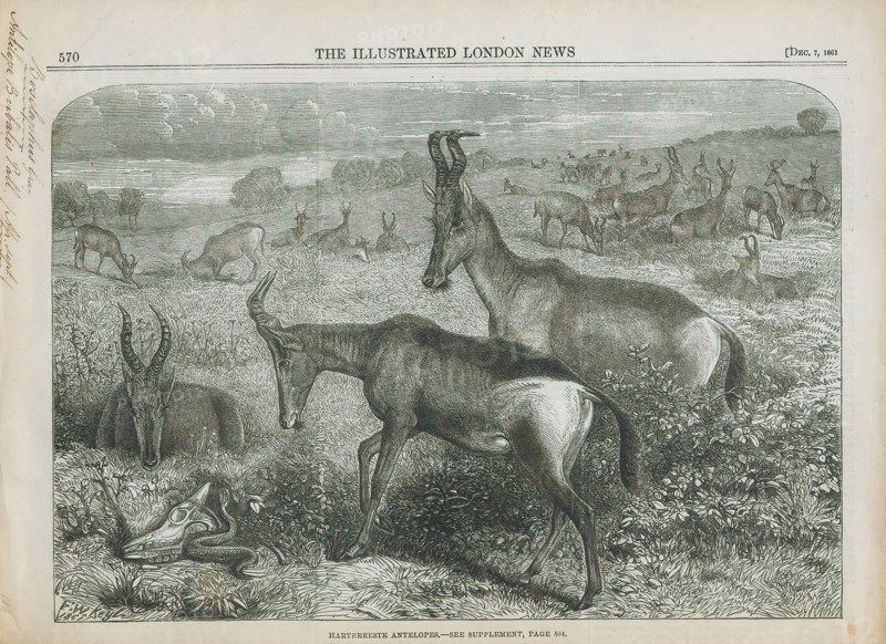 Antilope bubalis, Print, Blackbuck, The blackbuck (Antilope cervicapra), also known as the Indian antelope, is an antelope found in India, Nepal, and Pakistan. The blackbuck is the sole extant member of the genus Antilope. The species was described and given its binomial name by Swedish zoologist Carl Linnaeus in 1758. Two subspecies are recognized. It stands up to 74 to 84 cm (29 to 33 in) high at the shoulder. Males weigh 20–57 kg (44–126 lb), an average of 38 kilograms (84 lb). Females are lighter, weighing 20–33 kg (44–73 lb) or 27 kg (60 lb) on average. The long, ringed horns, 35–75 cm (14–30 in) long, are generally present only on males, though females may develop horns, as well. The white fur on the chin and around the eyes is in sharp contrast with the black stripes on the face. The coats of males show two-tone colouration; while the upper parts and outsides of the legs are dark brown to black, the underparts and the insides of the legs are all white. However, females and juven...