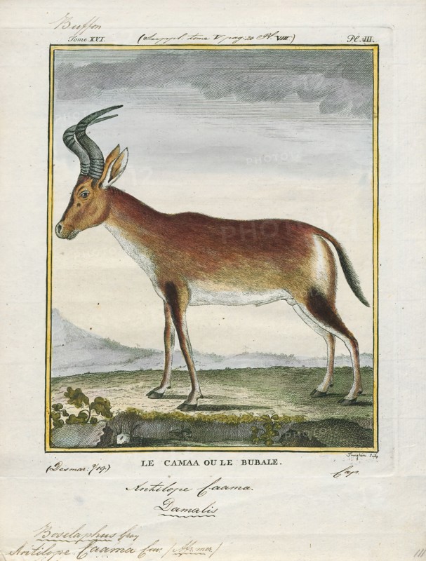 Antilope caama, Print, Blackbuck, The blackbuck (Antilope cervicapra), also known as the Indian antelope, is an antelope found in India, Nepal, and Pakistan. The blackbuck is the sole extant member of the genus Antilope. The species was described and given its binomial name by Swedish zoologist Carl Linnaeus in 1758. Two subspecies are recognized. It stands up to 74 to 84 cm (29 to 33 in) high at the shoulder. Males weigh 20–57 kg (44–126 lb), an average of 38 kilograms (84 lb). Females are lighter, weighing 20–33 kg (44–73 lb) or 27 kg (60 lb) on average. The long, ringed horns, 35–75 cm (14–30 in) long, are generally present only on males, though females may develop horns, as well. The white fur on the chin and around the eyes is in sharp contrast with the black stripes on the face. The coats of males show two-tone colouration; while the upper parts and outsides of the legs are dark brown to black, the underparts and the insides of the legs are all white. However, females and juvenil...