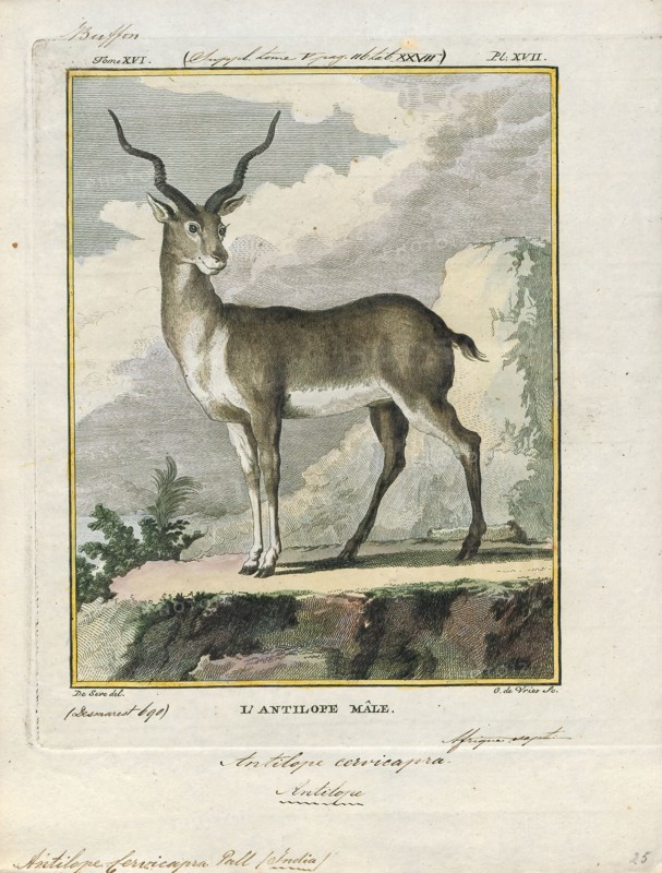 Antilope cervicapra, Print, The blackbuck (Antilope cervicapra), also known as the Indian antelope, is an antelope found in India, Nepal, and Pakistan. The blackbuck is the sole extant member of the genus Antilope. The species was described and given its binomial name by Swedish zoologist Carl Linnaeus in 1758. Two subspecies are recognized. It stands up to 74 to 84 cm (29 to 33 in) high at the shoulder. Males weigh 20–57 kg (44–126 lb), an average of 38 kilograms (84 lb). Females are lighter, weighing 20–33 kg (44–73 lb) or 27 kg (60 lb) on average. The long, ringed horns, 35–75 cm (14–30 in) long, are generally present only on males, though females may develop horns, as well. The white fur on the chin and around the eyes is in sharp contrast with the black stripes on the face. The coats of males show two-tone colouration; while the upper parts and outsides of the legs are dark brown to black, the underparts and the insides of the legs are all white. However, females and juveniles are...
